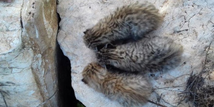 Mardin'de yaban kedisi yavruları bulundu