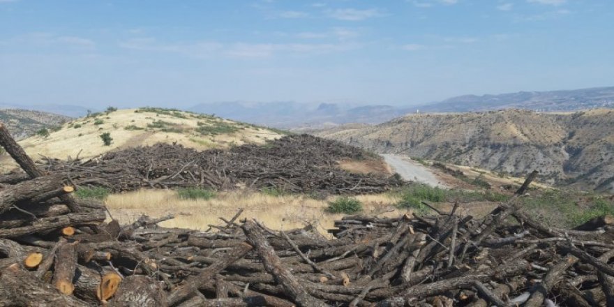 Cudi Dağı'nda doğa katliamı