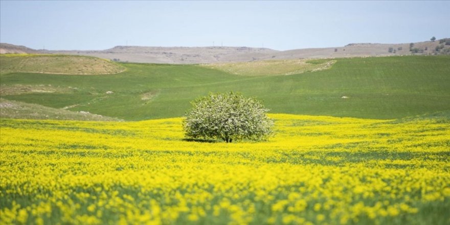 Dersim'de yabani hardal çiçekleriyle tarlalar sarıya büründü