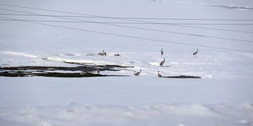 Turnalar 30 yıl sonra Yüksekova'ya geldi