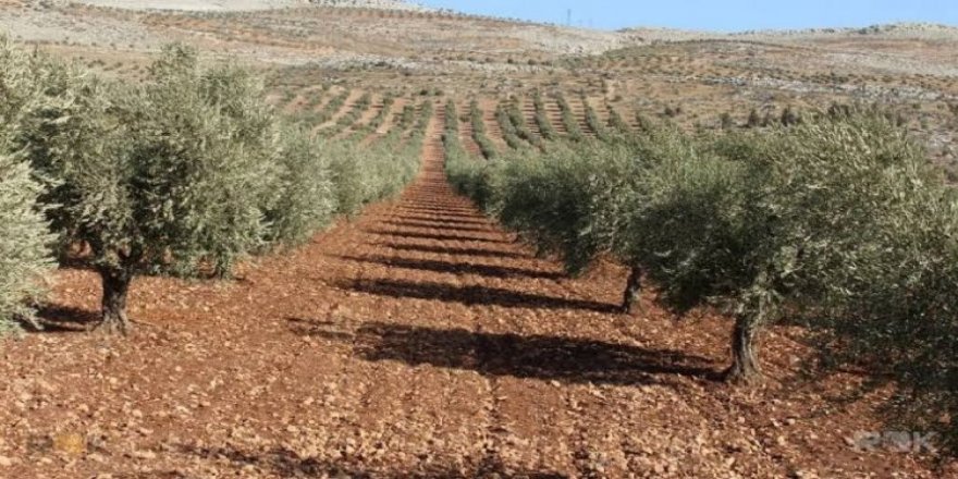 SOHR: Türkiye destekli gruplar Afrin’de 800 zeytin ağacını kesti