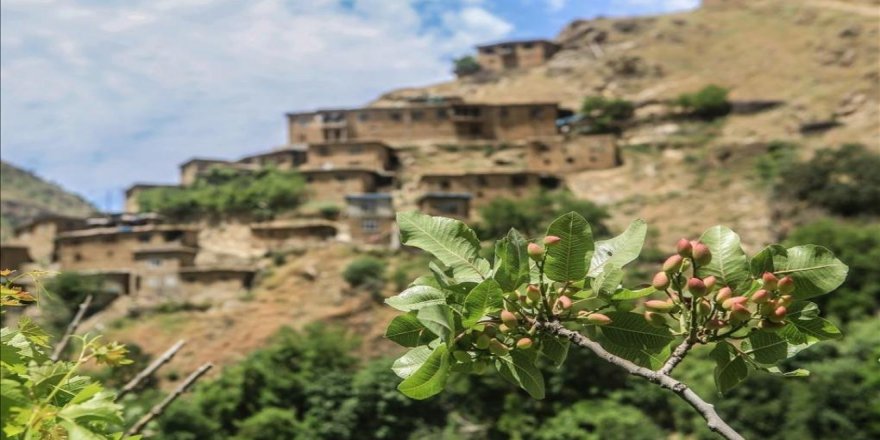 “Bitlis’teki sokağa çıkma yasağında kaç hektar arazi tahrip oldu?”