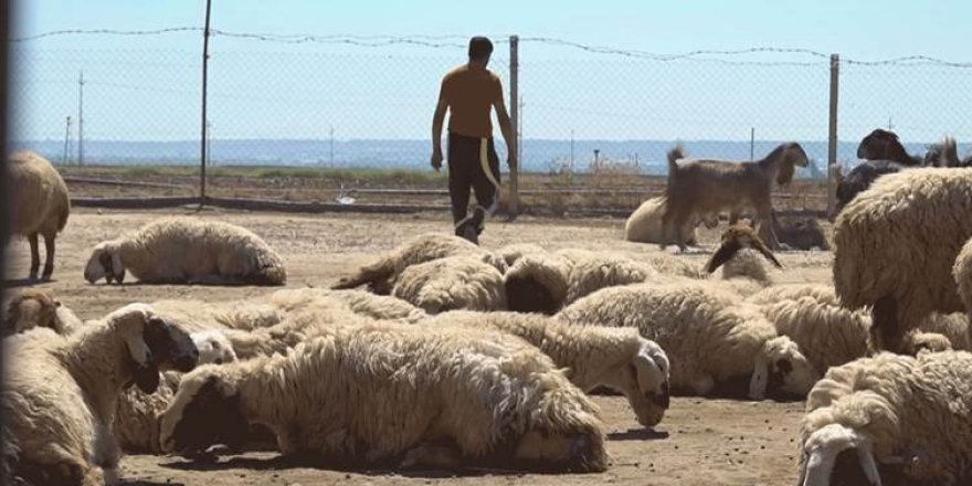 Kerkük'ün Kürt köylerinde Araplaştırma çalışması hız kazandı: Kürtler azınlık oldu