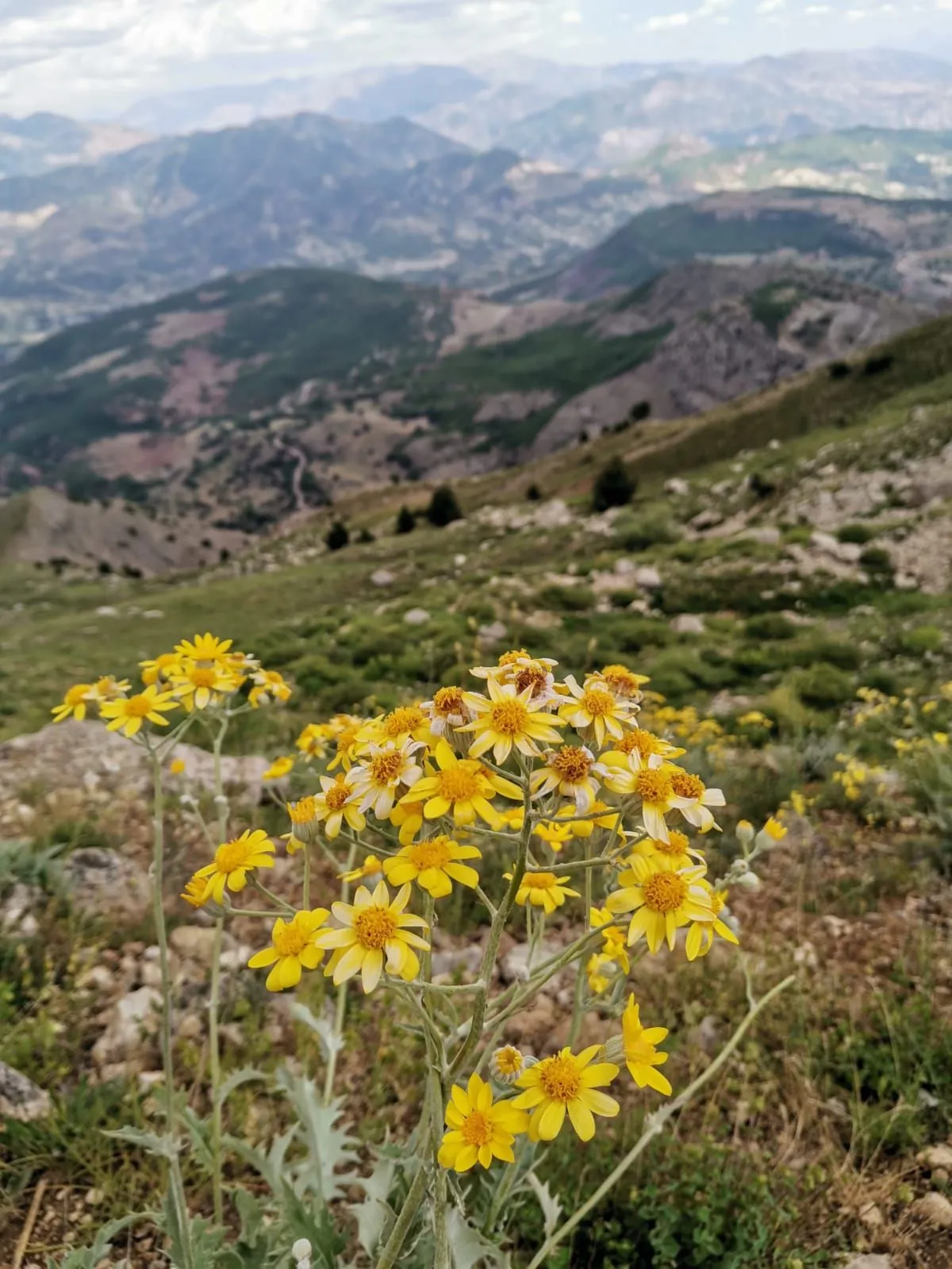 dersim-bitki-3-zztb-jpg.webp