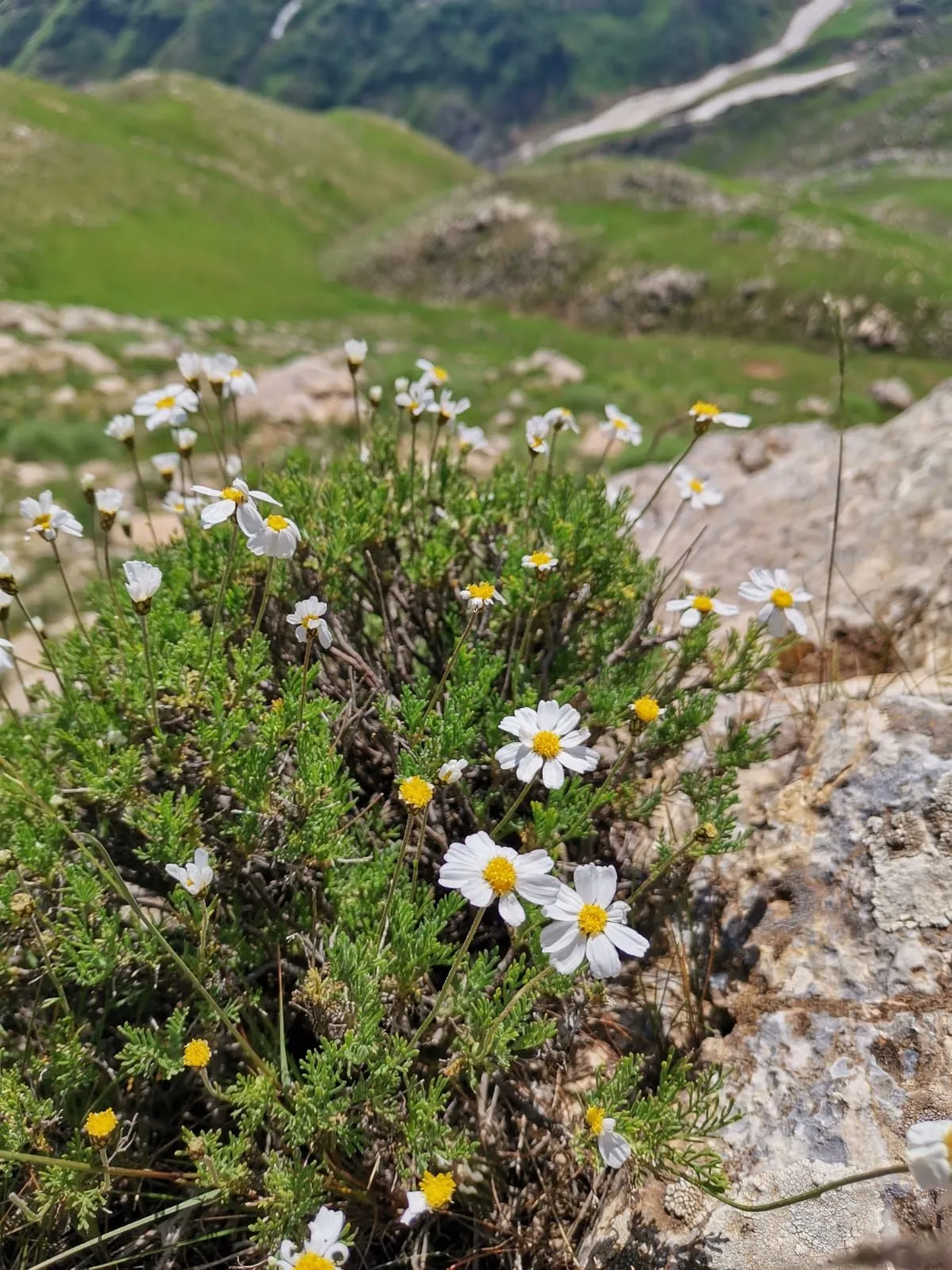 dersim-kir-cicekleri-8mgi-jpg-001.webp